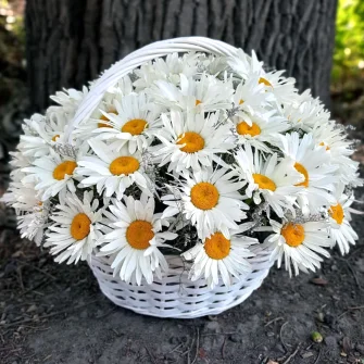 Ромашки в корзине